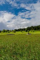 Wandeling rond de Wildsee