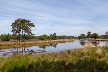 Overasseltse en Hatertse vennen