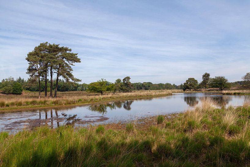 Overasseltse en Hatertse vennen par Nel Diepstraten