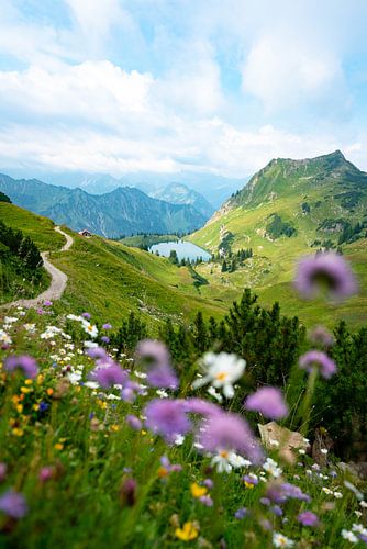 Flowery view of the Seealpsee in the Allgäu Alps