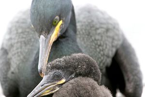 Le cormoran chérit ses petits sur Michelle Peeters
