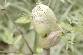 Flowers 9 by True Color Stories