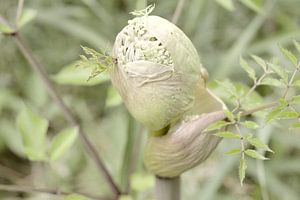 Blumen 9