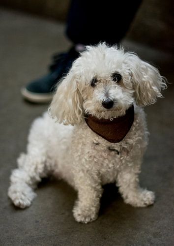 Doggie in Brooklyn, NYC