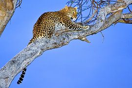Leopard at Dusk by Peter Michel