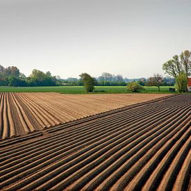 Lijnen in een asperge veld in Zeeland. van Edward Boer