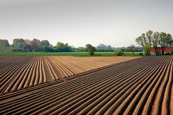 Lijnen in een asperge veld in Zeeland.