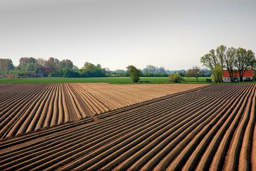 Lijnen in een asperge veld in Zeeland.