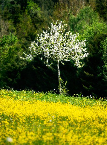 Arbre en fleurs dans une prairie fleurie jaune par ManfredFotos