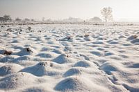 Sneeuwlandschap op de Strabrechtse Heide