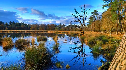 Herfst bij het Lunsveen, Borger ,Drenthe