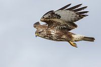Buizerd in vlucht