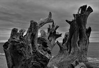 Tree stump on Ghisonaccia beach