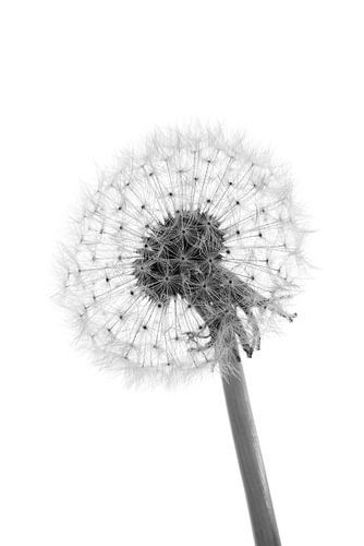 Zwart-wit: een paardenbloem
