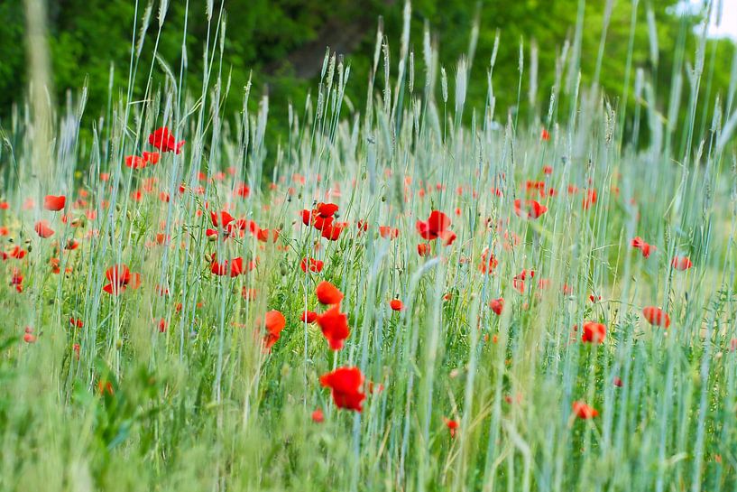 Rotes Mohnblumen Feld von Martin Köbsch