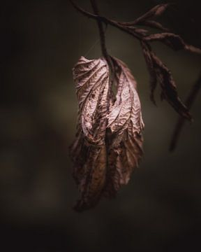 Faded leaves van Sandra Hazes