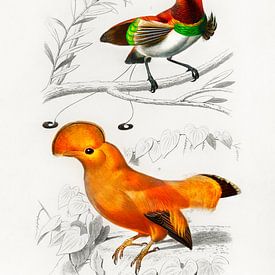 Différents types d'oiseaux sur Heinz Bucher