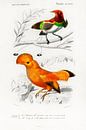 Different types of birds von Heinz Bucher Miniaturansicht
