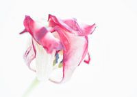 old tulip