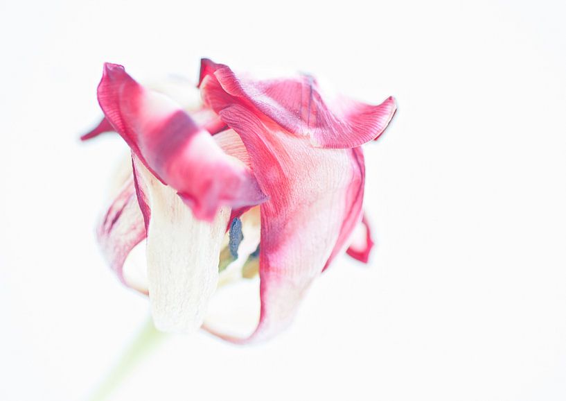 old tulip van Je Lo