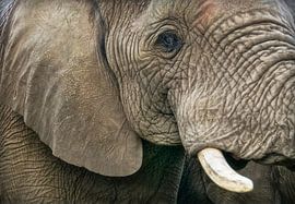Olifanten kop