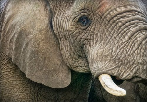 Tête d'éléphant sur Marcel van Balken