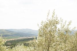 Olivenbaumblätter in Italien von Esther esbes - kleurrijke reisfotografie