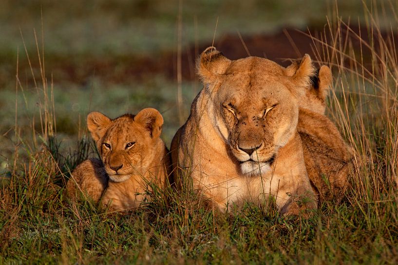 Relax by Peter Michel