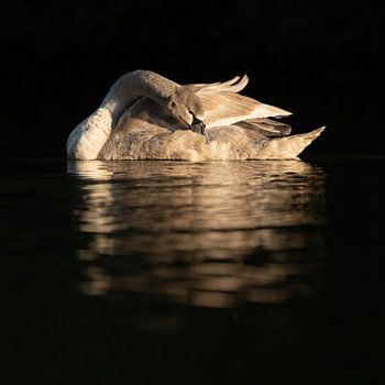 Junger Schwan