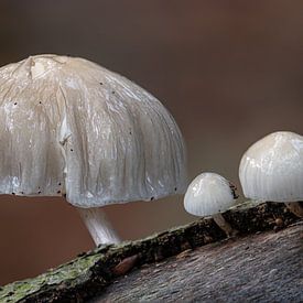 Porzellanpilze am Baum von Alain Gysels