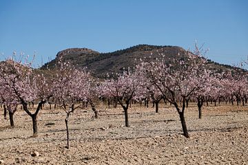 almond trees with blossoms by Cora Unk