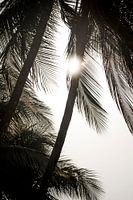 Palmen in weichem Hintergrundlicht mit Sonnenstrahlen