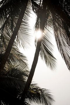 Palmbomen in Zacht Tegenlicht met Zonnestralen van Femke Ketelaar