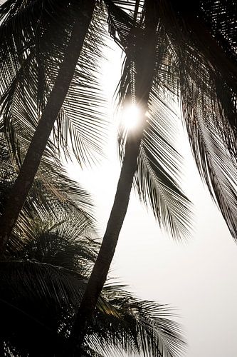 Palmiers en contre-jour doux avec rayons de soleil