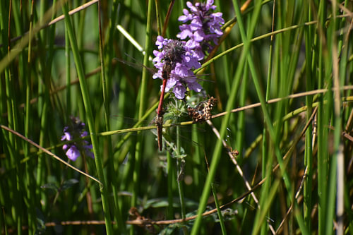 Mating Dance