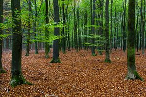 Speulderbos