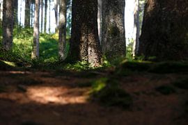 Wald von Thomas Jäger