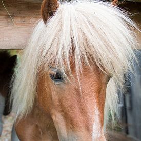 Prachtige Haflinger in de bergen van Tirol, Oostenrijk. van Aukelien Philips