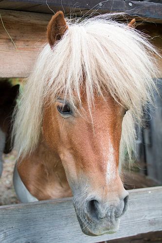 Prachtige Haflinger in de bergen van Tirol, Oostenrijk.