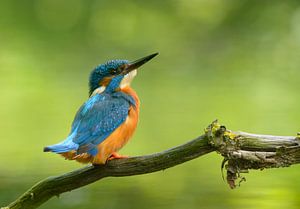 IJsvogel pose van Remco Van Daalen