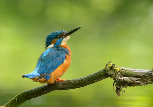 Kingfisher pose