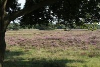 Haaksbergerveen