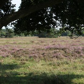 Haaksbergerveen sur Heleen Harmsen