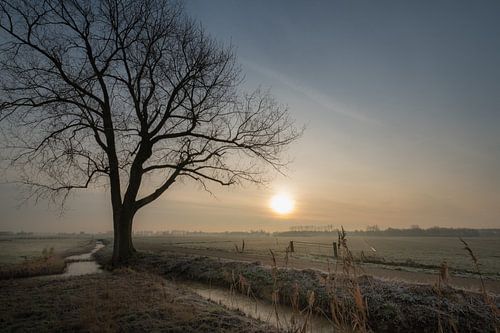 Boom in landschap