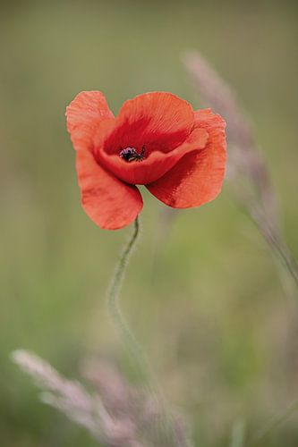 Poppy sur Tonia Beumer