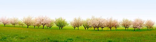 Blühender Obstgarten