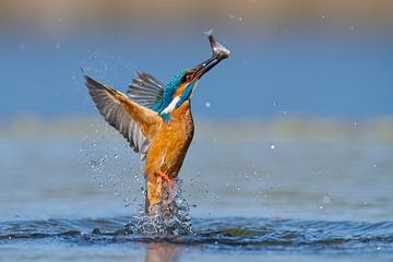 Kingfisher - In a flash by Kingfisher.photo - Corné van Oosterhout