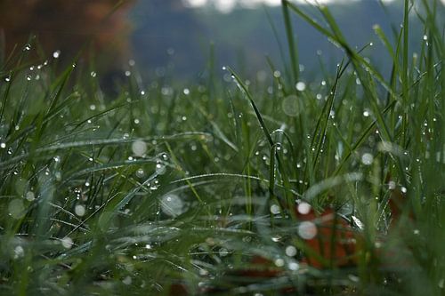 Sparkling grass