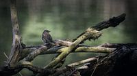Bird on a tree