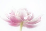 Tulpe rosa Dame von natascha verbij Miniaturansicht